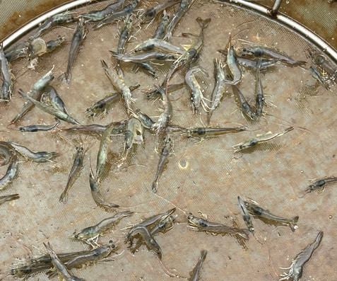 khống chế dịch bệnh