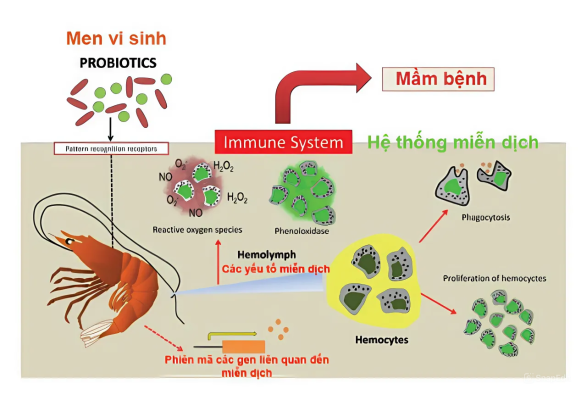 dịch bệnh nuôi tôm